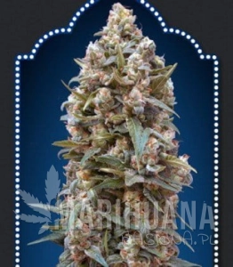 00 Kush Auto - 00 SEEDS BANK