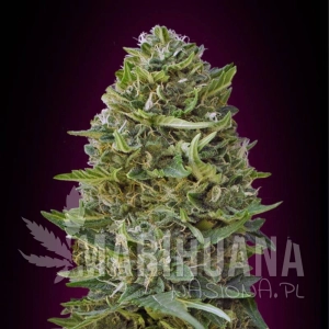Caramel Kush - 00 SEEDS BANK