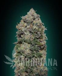 Northern Lights - 00 SEEDS BANK
