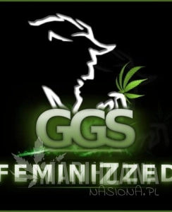 Grzech Grow Seeds - Guerilla Gold x White Widow (Fast Version)