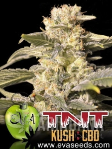 TNT Kush CBD - EVA SEEDS