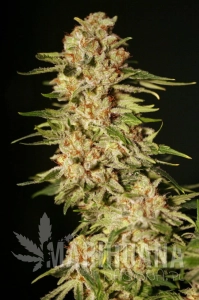 Papa's Candy - EVA SEEDS