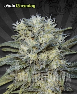 AUTO SEEDS - Auto Chemdog