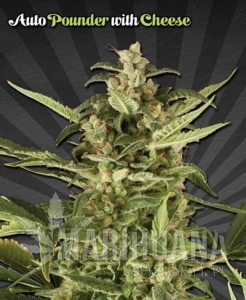 Auto Pounder with Cheese - AUTO SEEDS