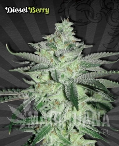 Diesel Berry Auto - AUTO SEEDS
