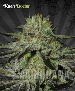 Kush Doctor - AUTO SEEDS