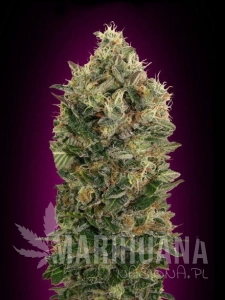 Auto Black Diesel - ADVANCED SEEDS