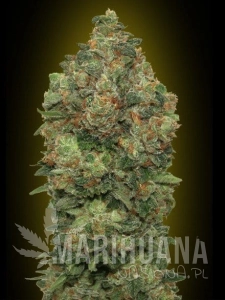 Auto Critical Soma - ADVANCED SEEDS