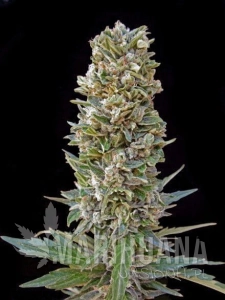 Automatik Mix - ADVANCED SEEDS