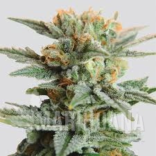 Blueberry Kush Auto - NIRVANA