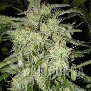 Lemon OG Haze Auto - NIRVANA