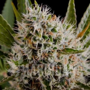 Lithium OG Kush - NIRVANA