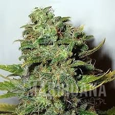 Mango Skunk - NIRVANA