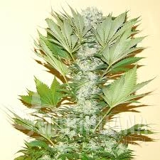 Misty Kush - NIRVANA