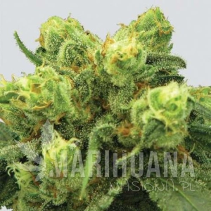 Pre-99 Big Bud - NIRVANA