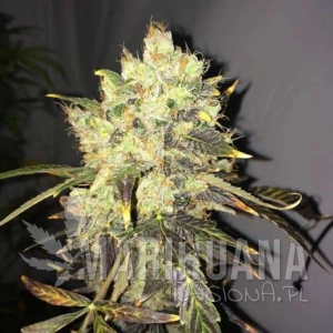 Supreme CBD Durban - NIRVANA