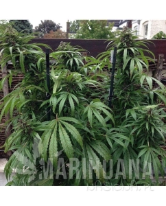 Outdoor Mix - FEMALE SEEDS
