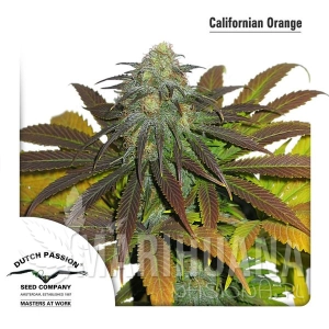 Californian Orange - DUTCH PASSION
