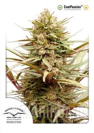 Compassion - DUTCH PASSION