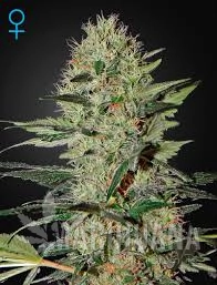 Exodus Cheese Auto - GREEN HOUSE SEEDS
