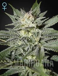 King's Kush CBD - GREEN HOUSE SEEDS