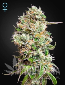 King's Kush Auto CBD - GREEN HOUSE SEEDS