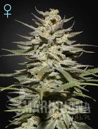 The Church CBD - GREEN HOUSE SEEDS