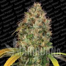 Dutch Kush - PARADISE SEEDS