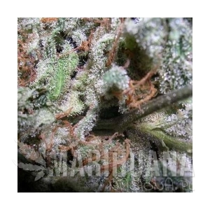 Indica Champions - PARADISE SEEDS