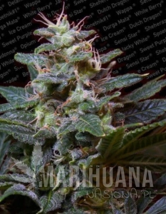 Sweet Purple - PARADISE SEEDS