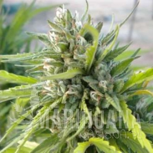 White Rhino - NIRVANA
