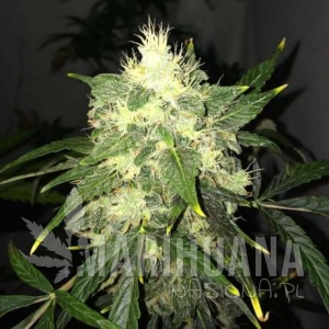 OG Kush Auto - NIRVANA