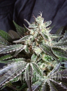Black Jack Fast Version - SWEET SEEDS