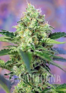 Crystal Candy - SWEET SEEDS