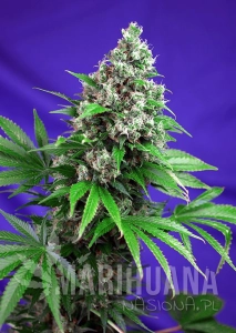 Killer Kush Fast Version - SWEET SEEDS