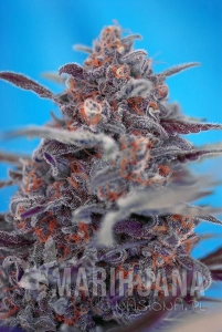 Devil Cream Auto - SWEET SEEDS