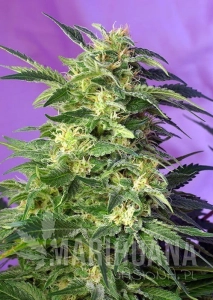 Killer Kush Auto - SWEET SEEDS