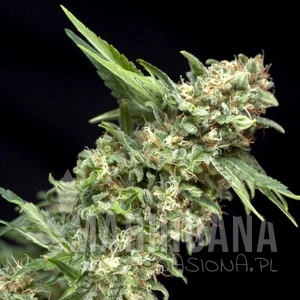 Auto Alpujarreña - PYRAMID SEEDS