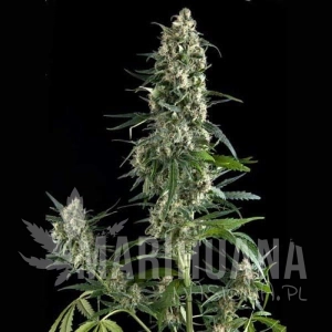 Auto Amnesia Gold - PYRAMID SEEDS