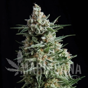 Auto Anesthesia - PYRAMID SEEDS