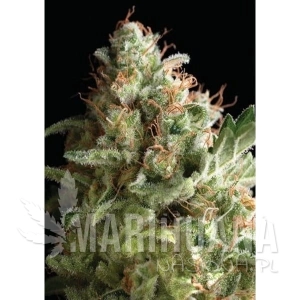 Auto American Pie - PYRAMID SEEDS