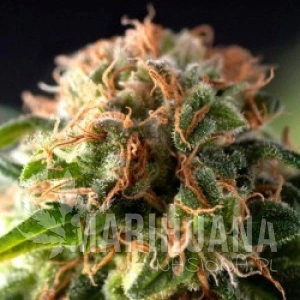 Auto Fresh Candy - PYRAMID SEEDS