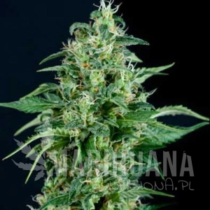 Auto Kryptonite - PYRAMID SEEDS