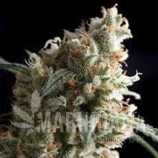 Auto Super Hash - PYRAMID SEEDS