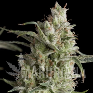 Super OG Kush - PYRAMID SEEDS