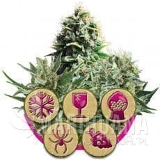 Feminized Mix - ROYAL QUEEN SEEDS