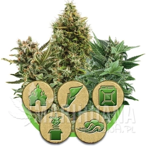 Autoflowering Mix - ROYAL QUEEN SEEDS
