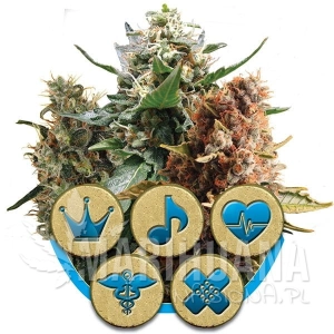 Medical Mix CBD - ROYAL QUEEN SEEDS