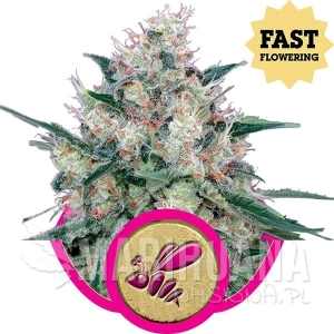 Honey Cream Fast Version - ROYAL QUEEN SEEDS