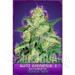 Auto Amnesia - ADVANCED SEEDS